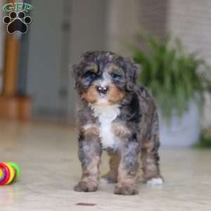 Trump, Mini Bernedoodle Puppy